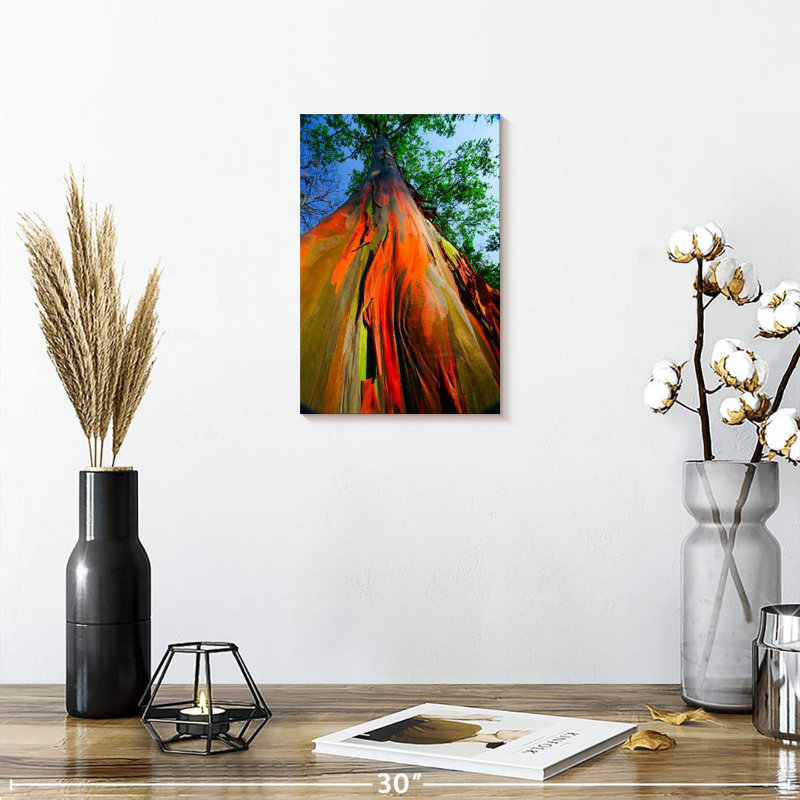 Eucalyptus arc-en-ciel, H 12 po x l 8 po