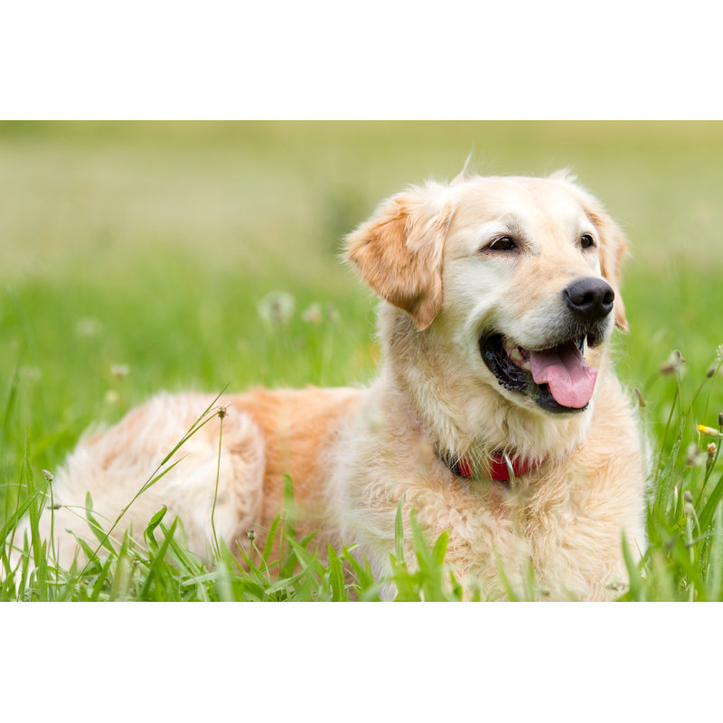Golden Retriever sur un pré par Pk-Photos, H 12 po x l 18 po