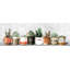 Impression encadrée « indoor succulents »-1358800429