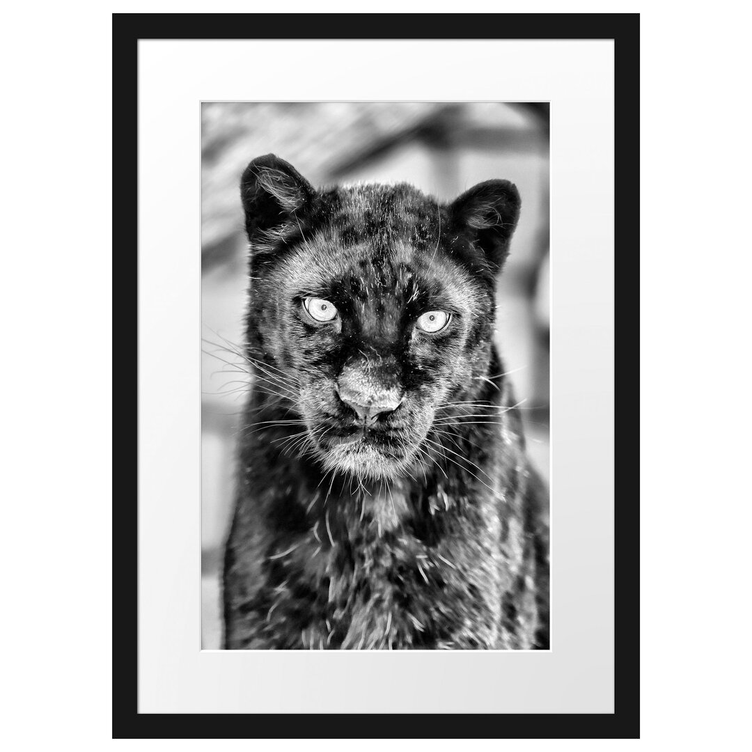 Großartiger Panther" Gerahmtes fotografisches Poster