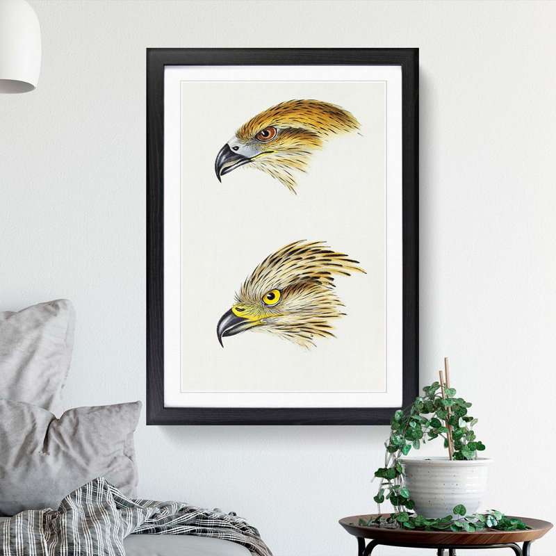 Kite Birds by John Gould - Picture Frame Graphic Art Print, 48cm H x 36cm W x 2cm D, Black Framed