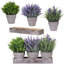 Arrangement de lavande Kassaraba-232822079