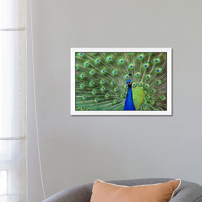 Peacock Feathers - Floater Frame Print on Canvas, White, 66.04 cm H x 45.72 cm W
