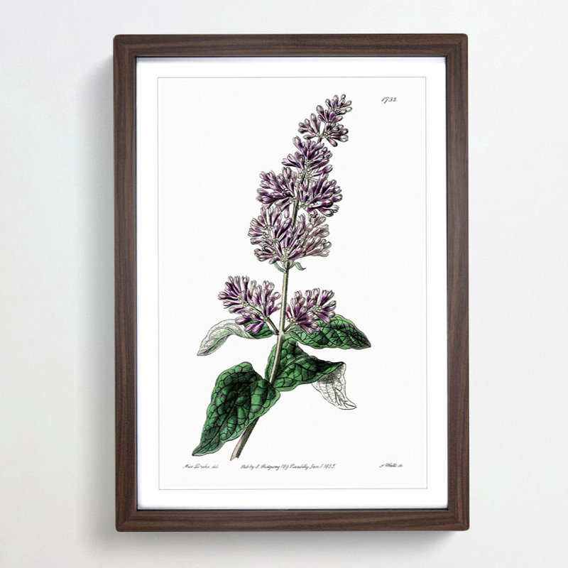 Hungarian Lilac Flowers - Framed Print, Walnut Framed, 36cm H x 27cm W x 2cm D