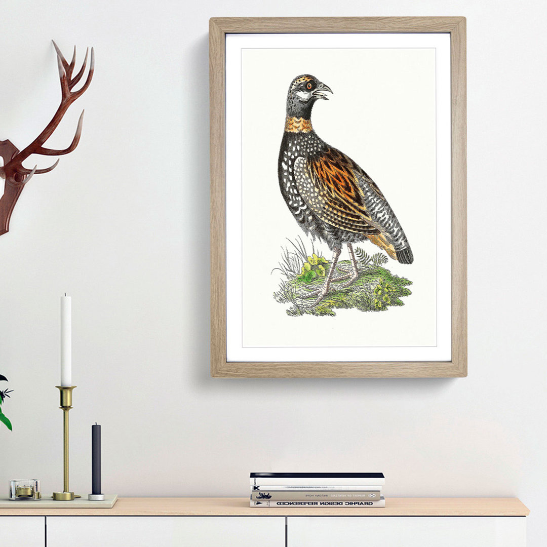 Francolin Partridge by George Shaw - Framed Print
