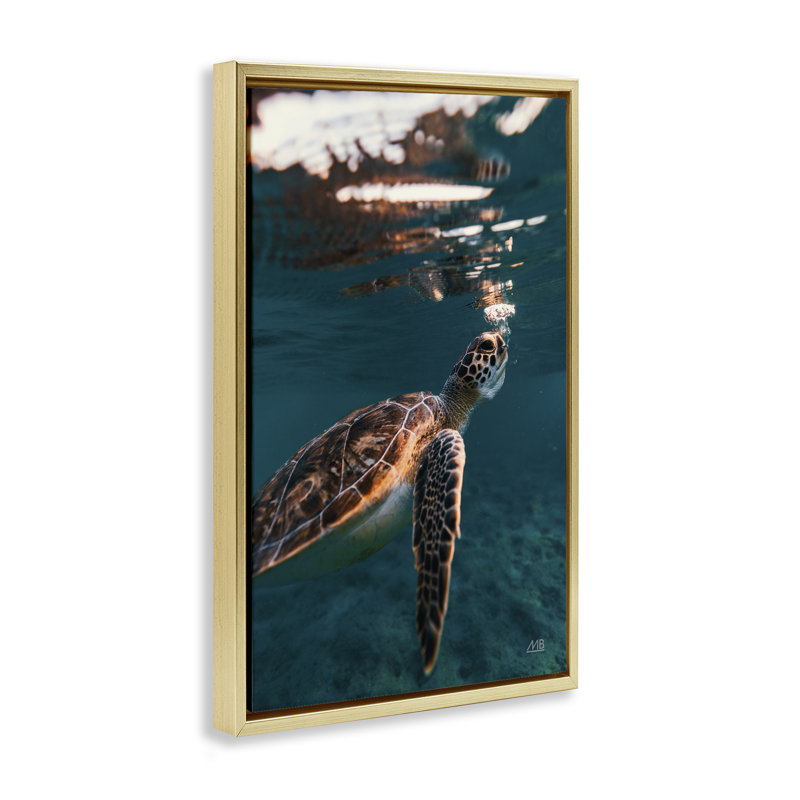 Toile flottante «Blowing Bubbles Turtle» par Max Blakesberg Studios, H 25 po x l 17 po, Cadre flottant métallique doré