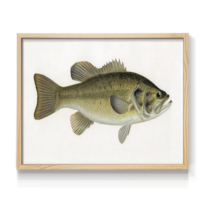 Truite femelle - reproduction encadrée - Restickable, H 11 po x l 14 po, Naturel
