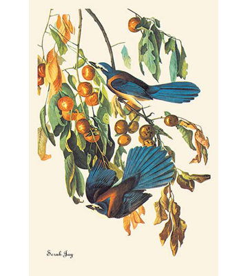 James Audubon - Print