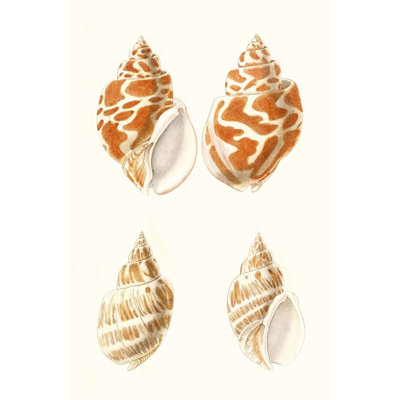 " Lamarck Shells IV " by Lamarck