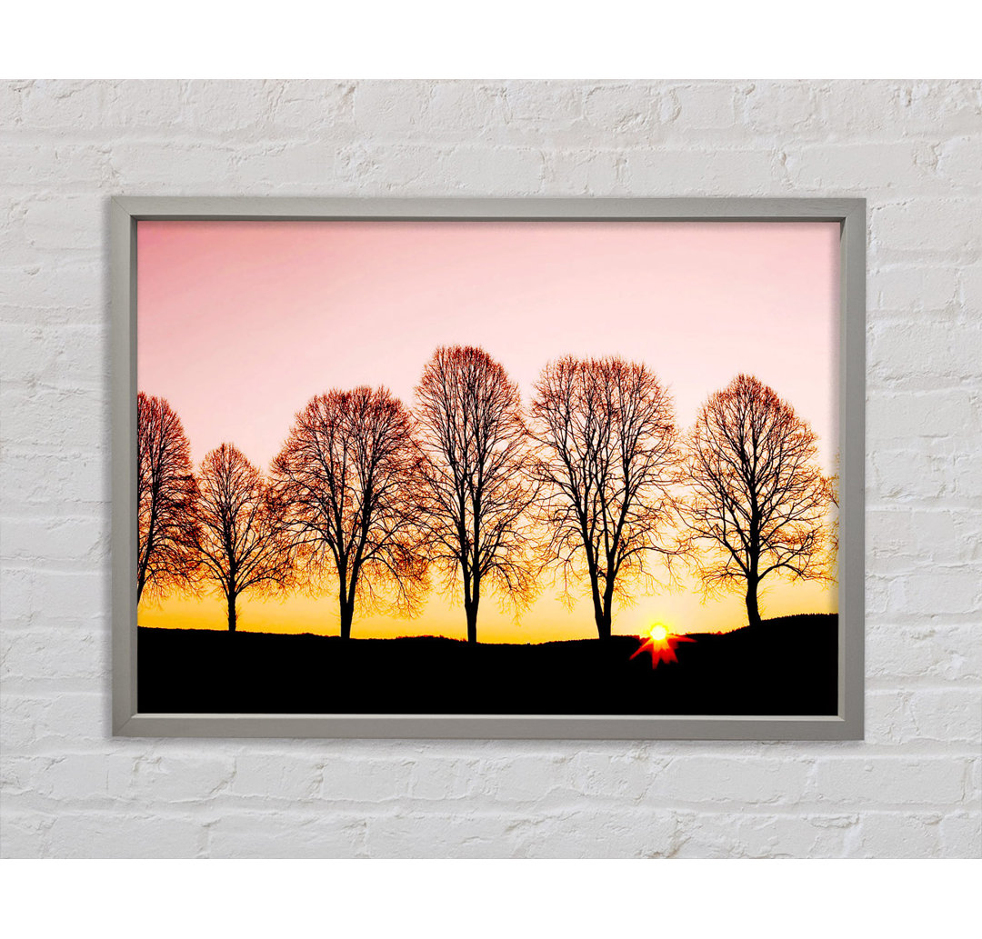 Beech Trees At Sunrise - Einzelbildrahmen Kunstdrucke auf Leinwand