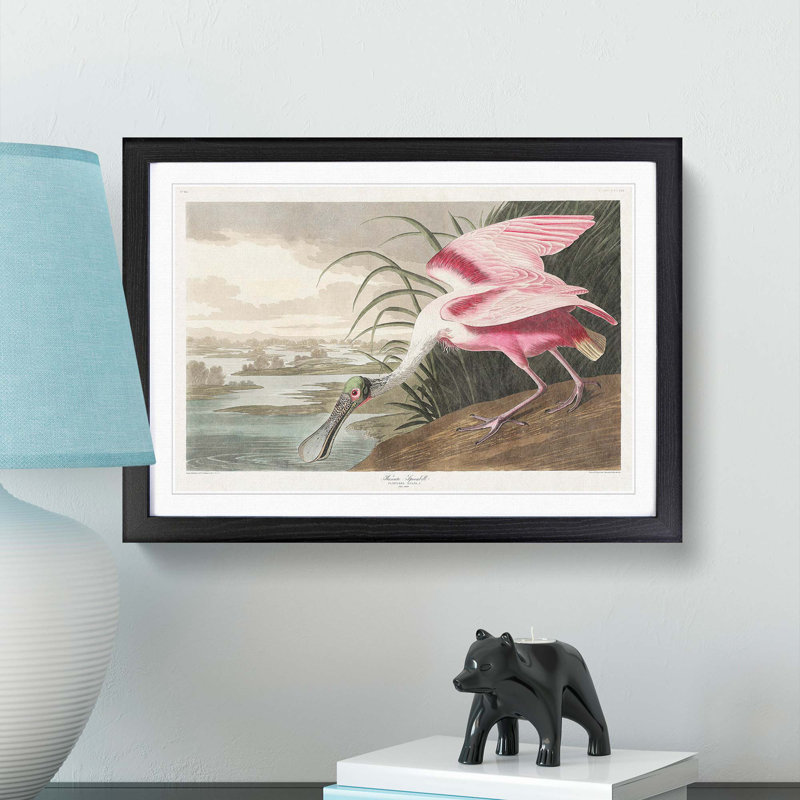Roseate Spoonbill by John James Audubon - Framed Print, Black, 40cm H x 60cm W x 2cm D