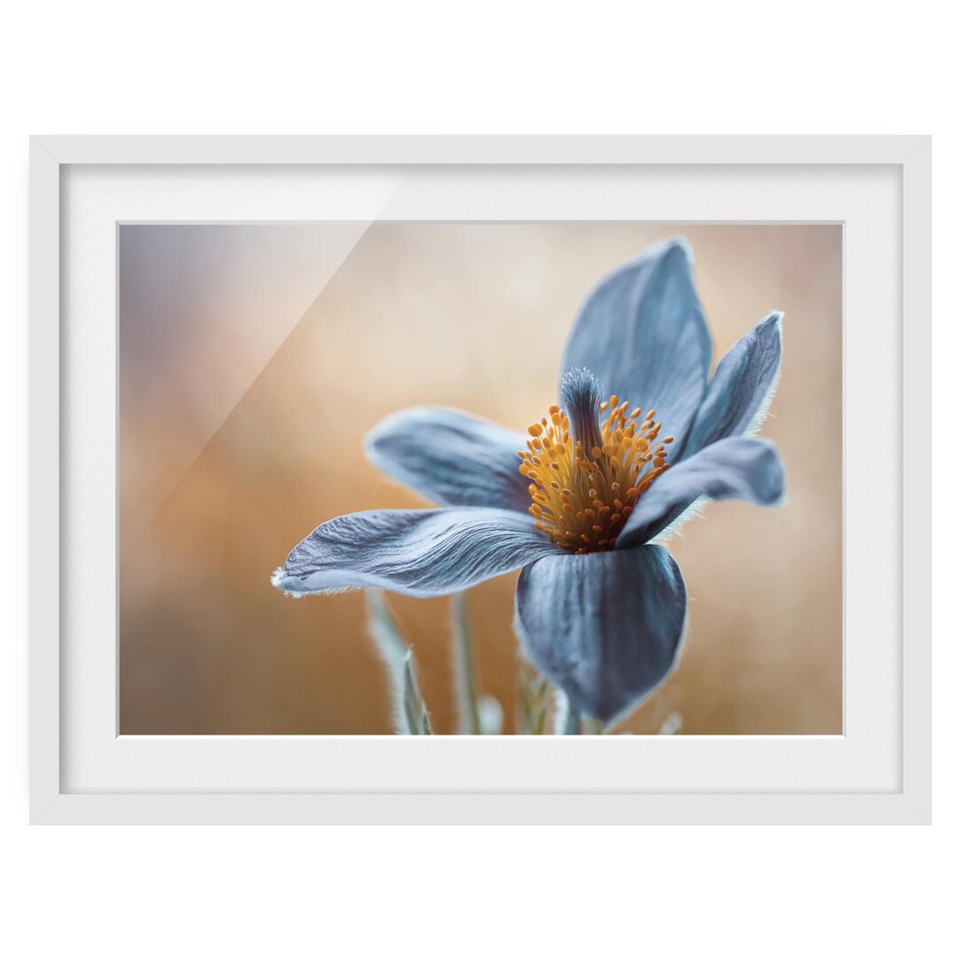 Gerahmter Grafikdruck Blue Pasque Flower