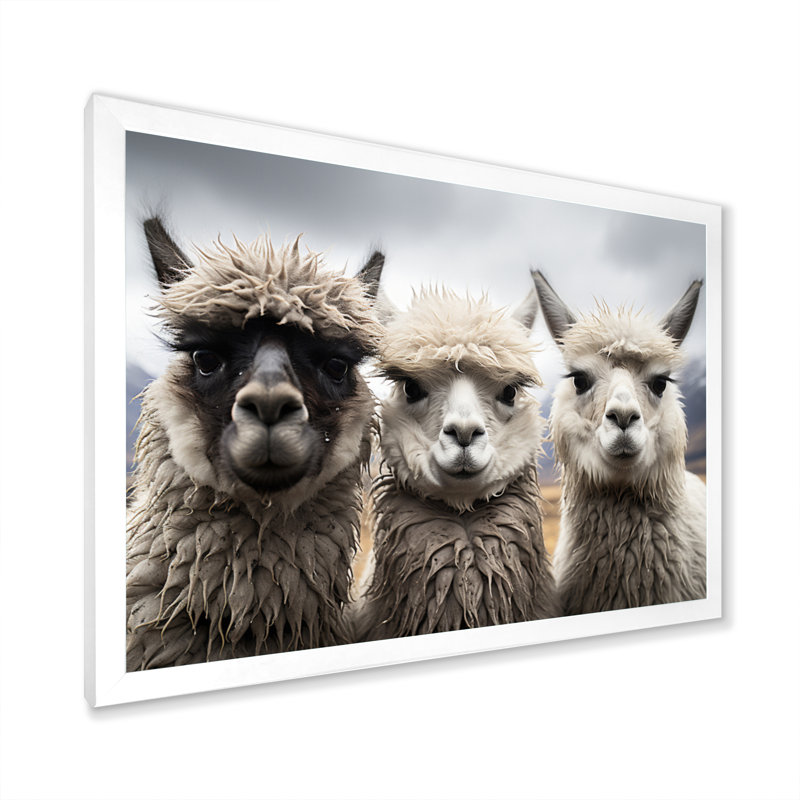 Alpacas, photographie de paysage monochrome encadrée sur toile, H 12 po x l 20 po x P 1 po, Cadre photo blanc