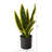 22" H Faux Snake Plant in Pot-819046652-819046653