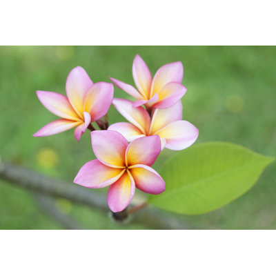 " Plumeria Flower " by Foto76