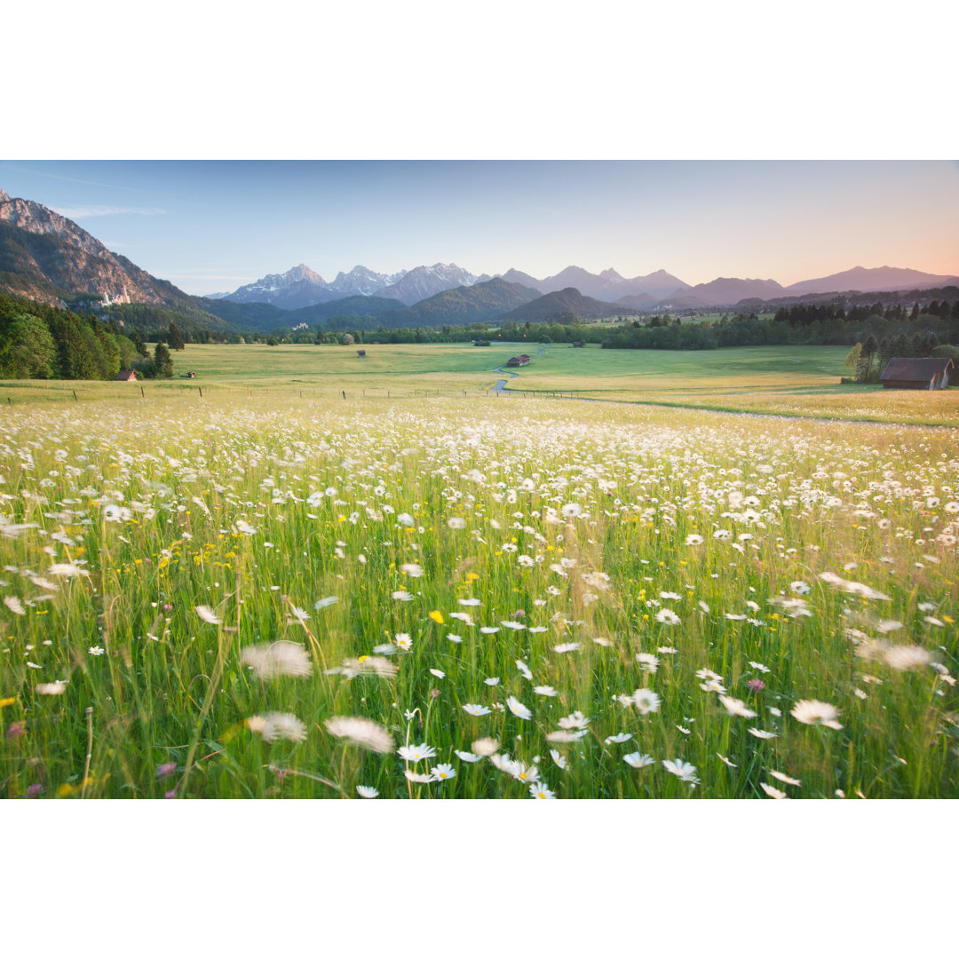 Blühendes Feld von Wingmar - Druck auf Leinwand ohne Rahmen