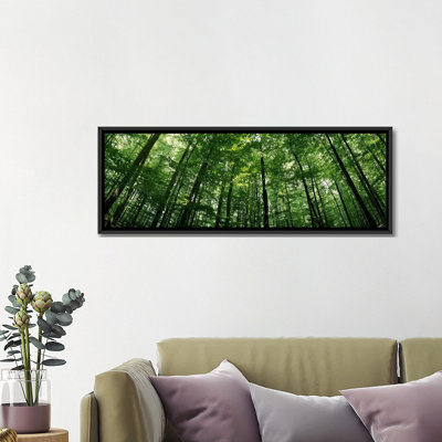 Panoramic Low angle view of beech trees, Baden-Wurttemberg, Germany #2 - Wrapped Canvas Photographic Print