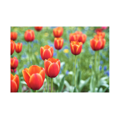 Wrapped Canvas Wall Art - Alan Blaustein 'Hokkaido 44' Wall Art for Living Room, Bedroom, or Office Décor  - 22x32