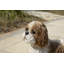 Shih Tzu debout