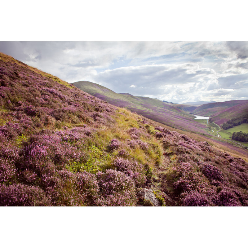 Scotland Heather Meadow by Joannatkaczuk - Wrapped Canvas Print, 30cm H x 46cm W x 3.8cm D