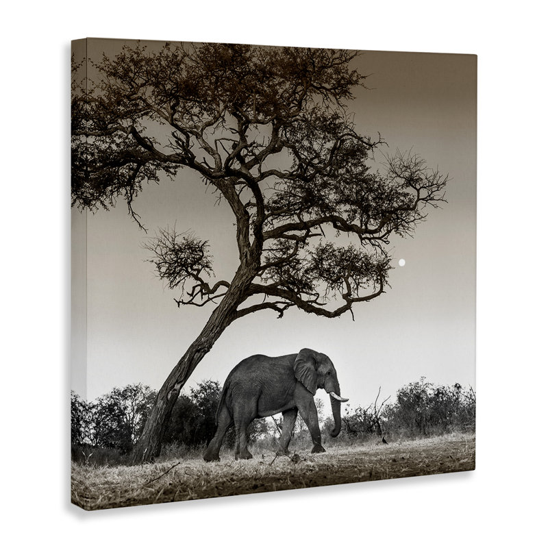 «Elephant & Curved Desert Tree», art mural par Danita Delimont, H 24 po x l 24 po