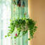 Rattan Planter-1874431678