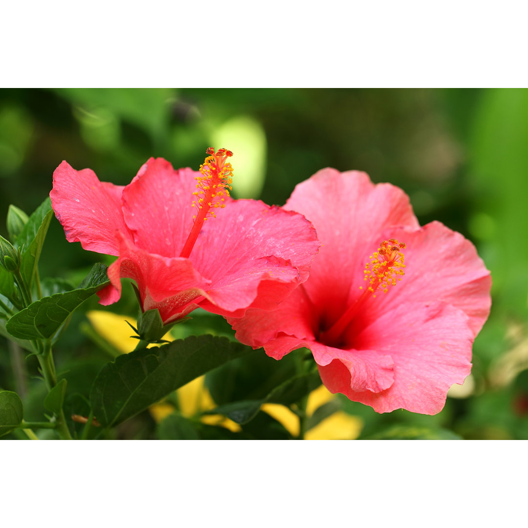 Leinwandbild Hibiscus Flower von Thachkorn Tj