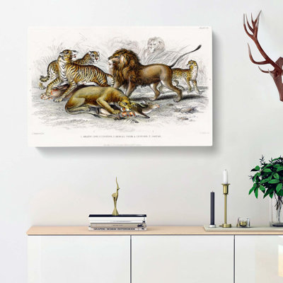 Lion, Tiger, Leopard & Jaguar by Oliver Goldsmith - Wrapped Canvas Print