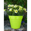 Bojorquez Pot Planter-317792791-317792788