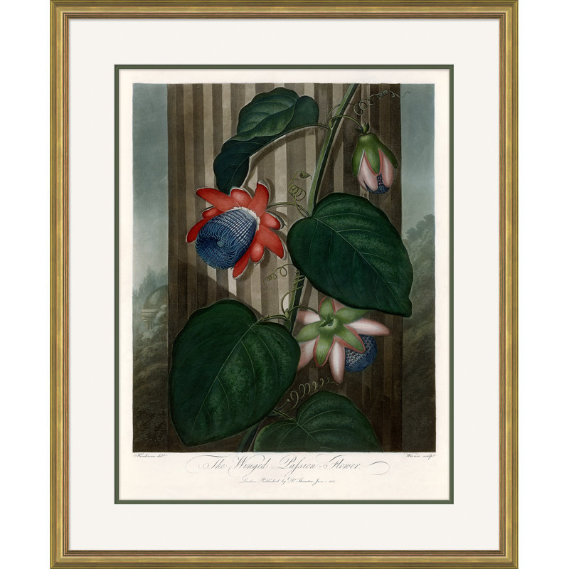 «Botanicals 2» par Robert John Thornton - Peinture encadrée sur papier
