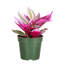 Live Tradescantia Nanouk Plant-2018534586