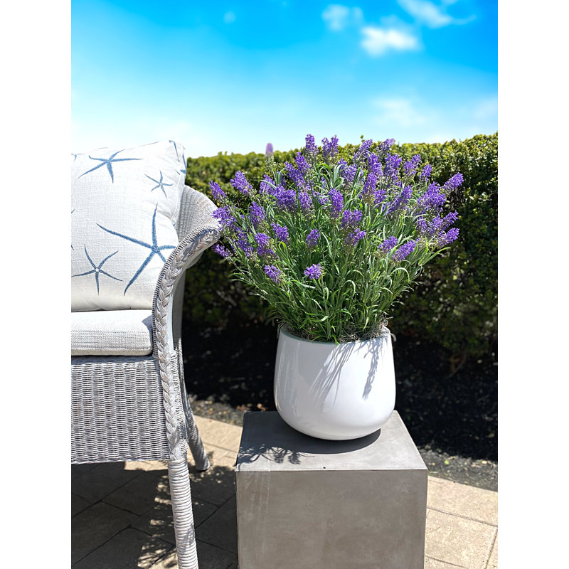 Outdoor UV-Rated Lavender in Fiberstone Pot