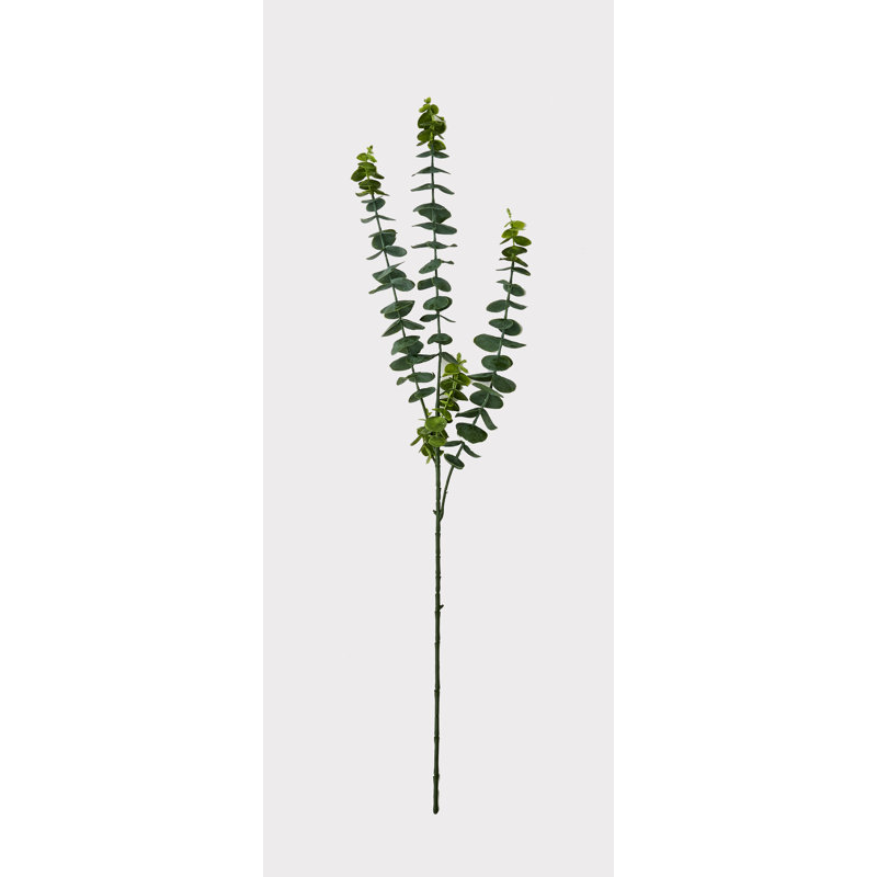 Jet d'eucalyptus
