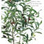 Olive artificielle en pot-748669065