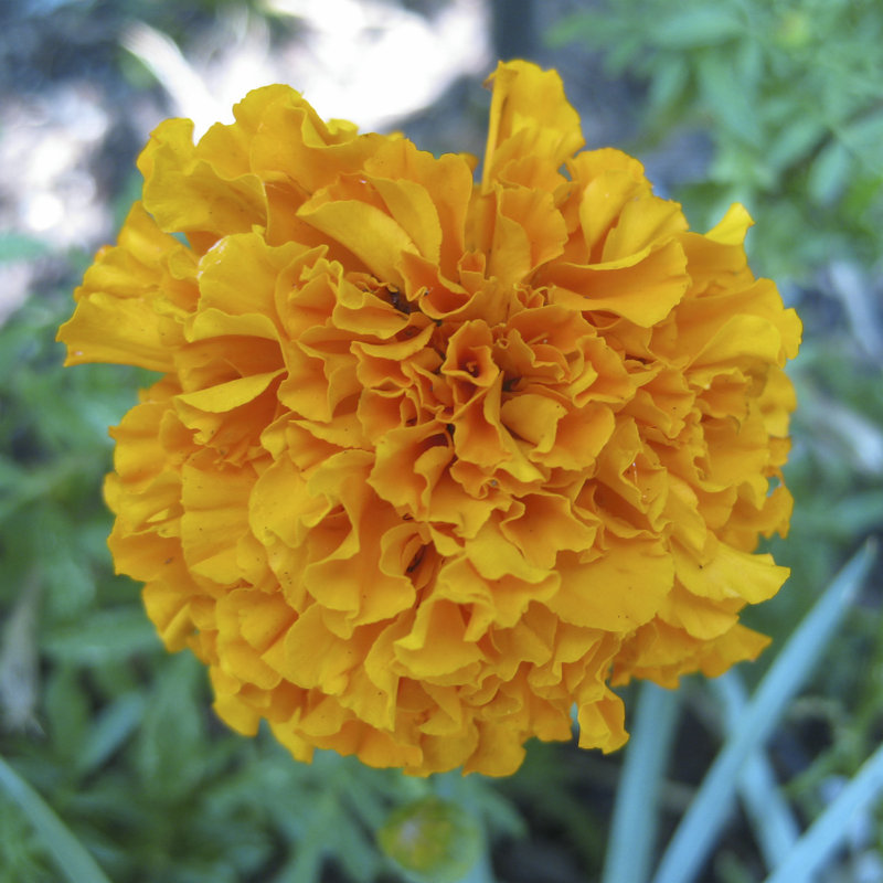 Marigold II - Wrapped Canvas Print, 30cm H x 30cm W x 3.8cm D