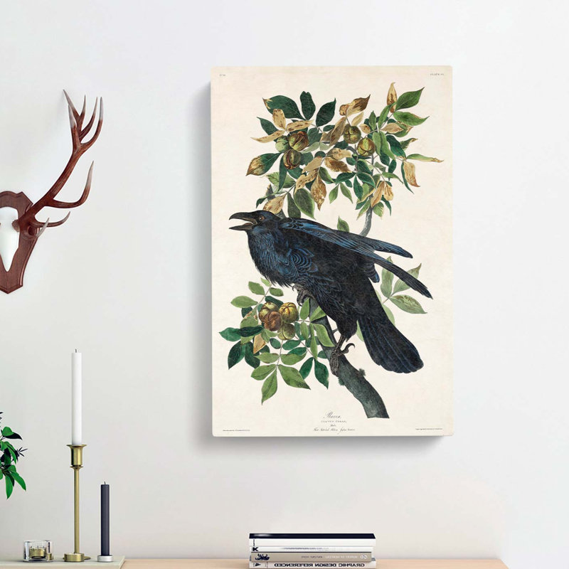 Raven by John Audubon - Wrapped Canvas, 76cm H x 50cm W x 3cm D