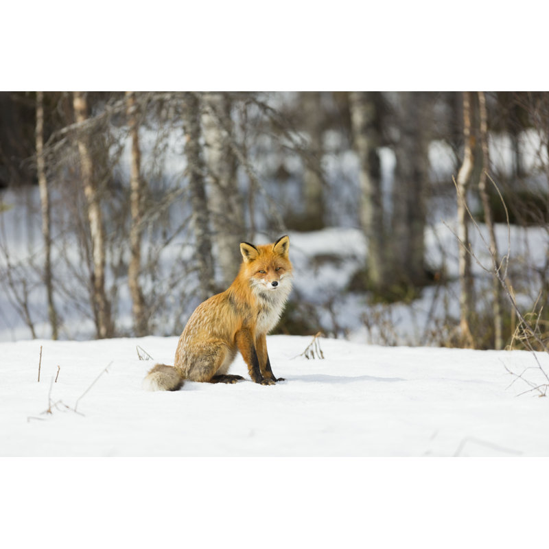 Renard roux en hiver - photographie sur toile tendue, H 8 po x l 12 po