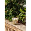 My First Baobab Candle Max08