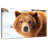 Grizzly Bear Stare-107703634