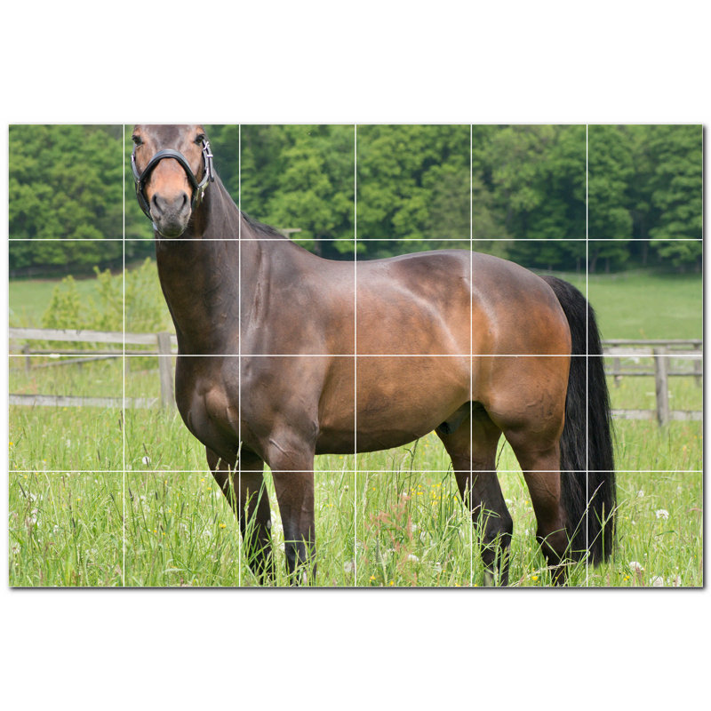 Photo de cheval 8 x 8