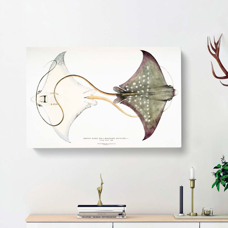Spotted Stingray by John Edward Gray - Wrapped Canvas, 35cm H x 50cm W x 3cm D
