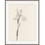 Iris 1 Print by Claudia Lowry-614415821