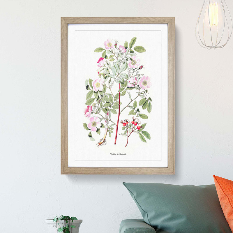 Pink Smooth Rose Flower Illustration - Framed Print, Oak, 50cm H x 35cm W x 2cm D