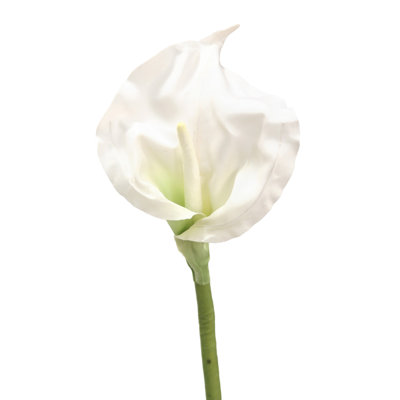Calla Lily Open - Crème