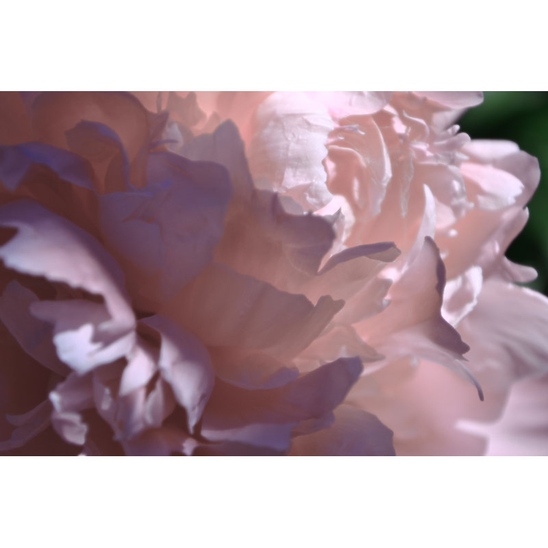 Velvet Peony I - Wrapped Canvas Art Prints, 30cm H x 46cm W