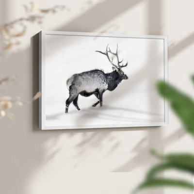 Lone Bull -Framed Print - Restickable
