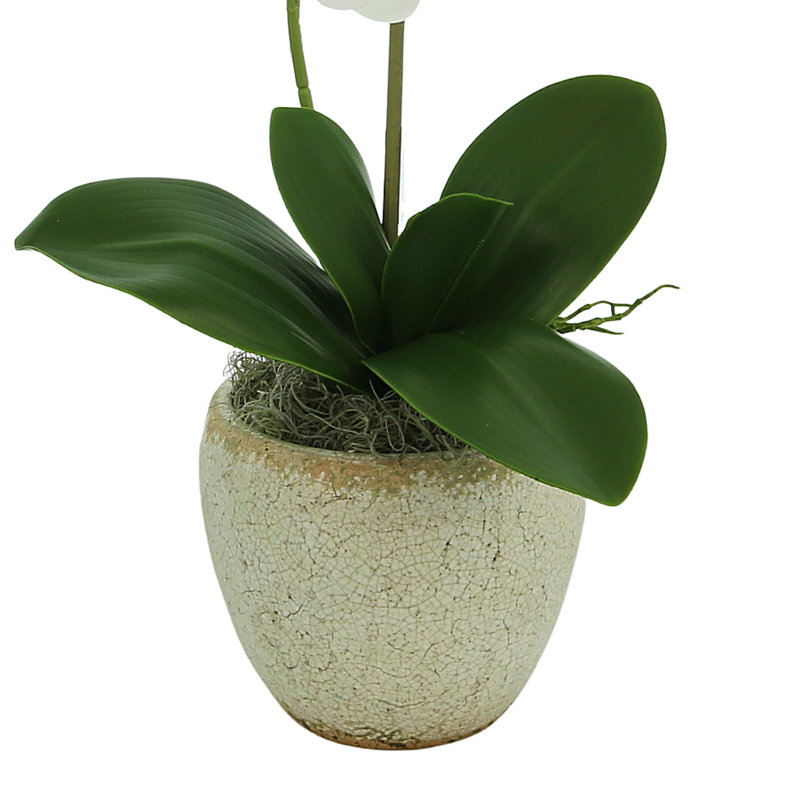 Vase Orchidée