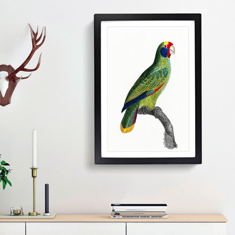 Red-and-Blue Amazon Parrot by F. Levaillant - Picture Frame Painting Print, 36cm H x 27cm W x 2cm D, Black Framed