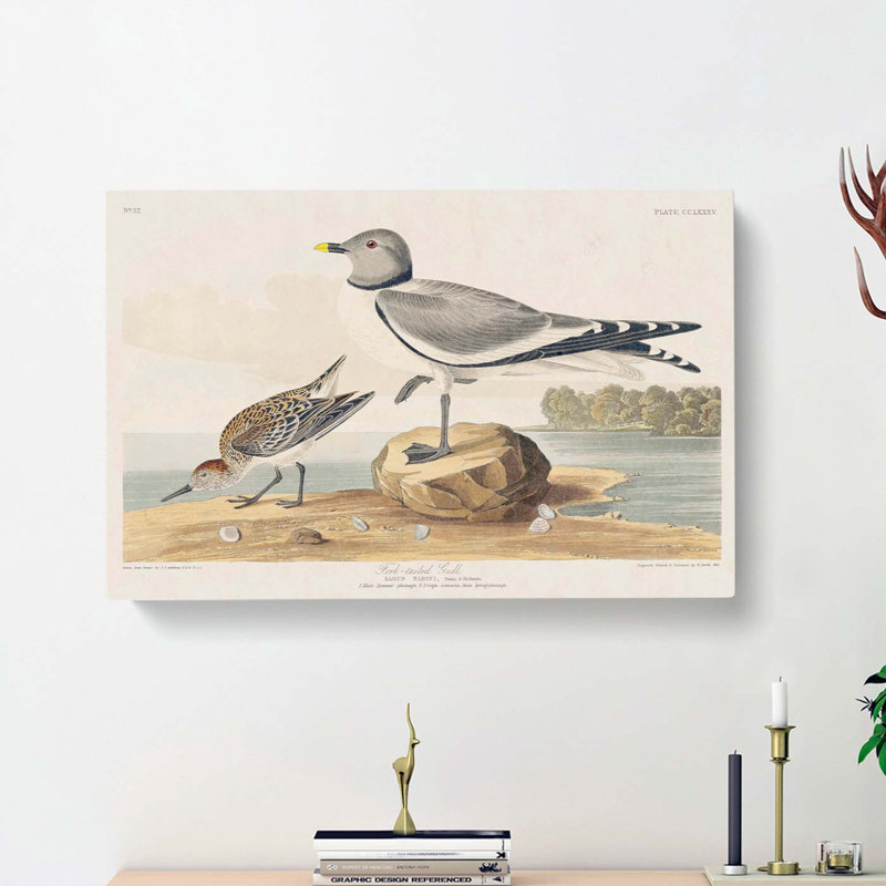 Fork-Tailed Gull by John Audubon - Wrapped Canvas Painting, 40cm H x 60cm W x 3cm D
