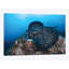 Reproduction de photo sur toile à partir d’un grand dory noir qui nage sur le plancher de roche-32119897-72080160-72080161